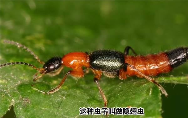 隐翅虫的毒液堪比硫酸！专家提醒：见到千万别拍(图3)