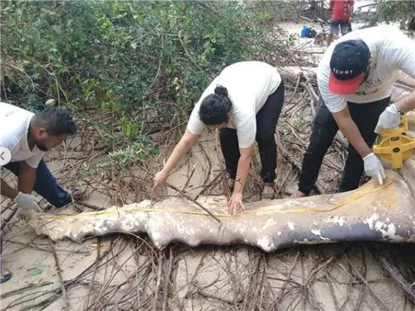 8米长10吨重的座头鲸 神秘现身亚马逊丛林！(图3)